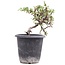 Cotoneaster horizontalis, 19 cm, ± 6 jaar oud, met witte bloemen en rood fruit