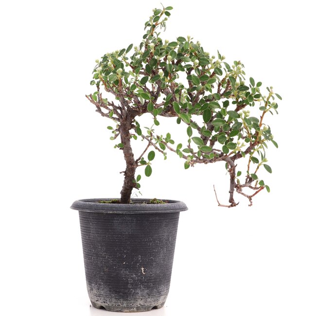 Cotoneaster horizontalis, 19 cm, ± 6 años, con flores blancas y frutos rojos