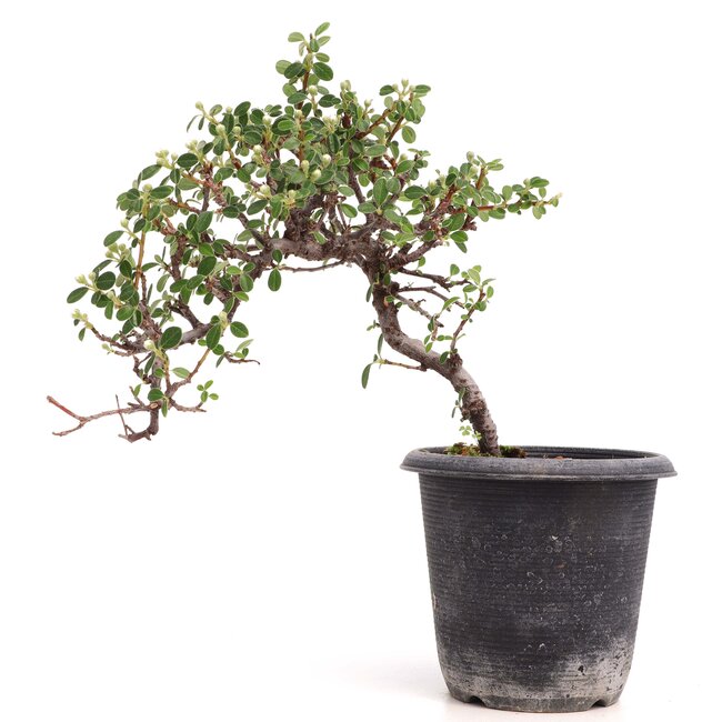 Cotoneaster horizontalis, 19 cm, ± 6 años, con flores blancas y frutos rojos