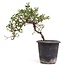 Cotoneaster horizontalis, 19 cm, ± 6 anni, con fiori bianchi e frutti rossi