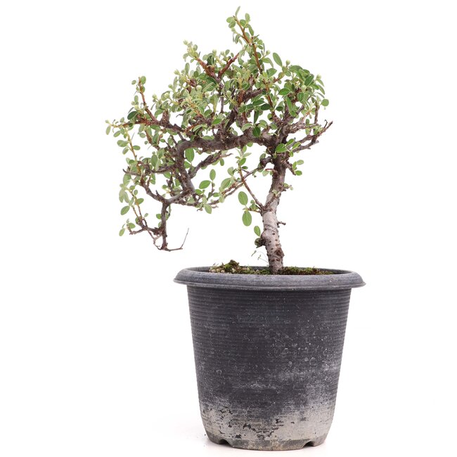 Cotoneaster horizontalis, 19 cm, ± 6 ans, à fleurs blanches et fruits rouges