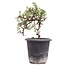 Cotoneaster horizontalis, 19 cm, ± 6 jaar oud, met witte bloemen en rood fruit