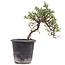 Cotoneaster horizontalis, 19 cm, ± 6 anni, con fiori bianchi e frutti rossi