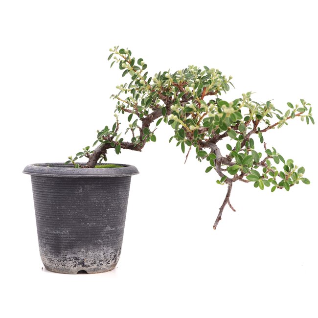 Cotoneaster horizontalis, 19 cm, ± 6 jaar oud, met witte bloemen en rood fruit