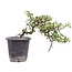 Cotoneaster horizontalis, 19 cm, ± 6 jaar oud, met witte bloemen en rood fruit