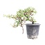 Cotoneaster horizontalis, 19 cm, ± 6 años, con flores blancas y frutos rojos