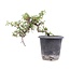 Cotoneaster horizontalis, 19 cm, ± 6 jaar oud, met witte bloemen en rood fruit