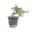 Cotoneaster horizontalis, 19 cm, ± 6 years old, with white flowers and red fruit