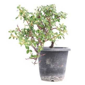 Cotoneaster horizontalis, 19 cm, ± 6 anni