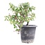 Cotoneaster horizontalis, 19 cm, ± 6 años, con flores blancas y frutos rojos