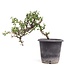 Cotoneaster horizontalis, 19 cm, ± 6 years old, with white flowers and red fruit