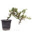 Cotoneaster horizontalis, 19 cm, ± 6 años, con flores blancas y frutos rojos