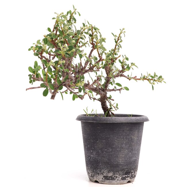 Cotoneaster horizontalis, 19 cm, ± 6 años, con flores blancas y frutos rojos