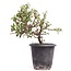 Cotoneaster horizontalis, 19 cm, ± 6 años, con flores blancas y frutos rojos