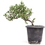 Cotoneaster horizontalis, 19 cm, ± 6 ans, à fleurs blanches et fruits rouges