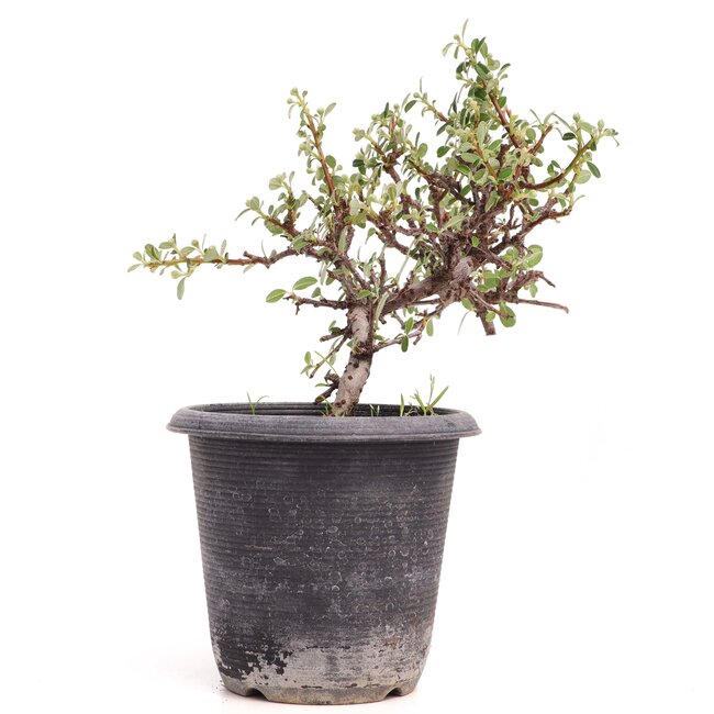 Cotoneaster horizontalis, 19 cm, ± 6 anni, con fiori bianchi e frutti rossi