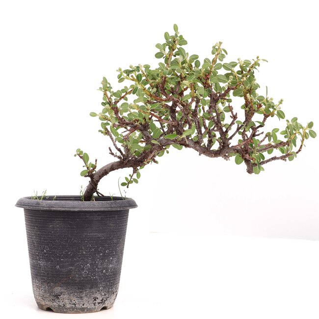 Cotoneaster horizontalis, 19 cm, ± 6 ans, à fleurs blanches et fruits rouges