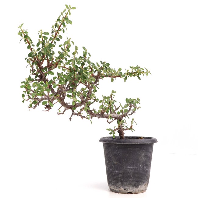 Cotoneaster horizontalis, 19 cm, ± 6 años, con flores blancas y frutos rojos