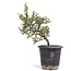 Cotoneaster horizontalis, 19 cm, ± 6 años, con flores blancas y frutos rojos