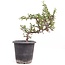 Cotoneaster horizontalis, 19 cm, ± 6 años, con flores blancas y frutos rojos