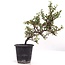 Cotoneaster horizontalis, 19 cm, ± 6 jaar oud, met witte bloemen en rood fruit