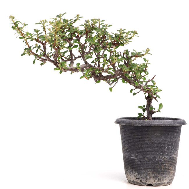 Cotoneaster horizontalis, 19 cm, ± 6 anni, con fiori bianchi e frutti rossi