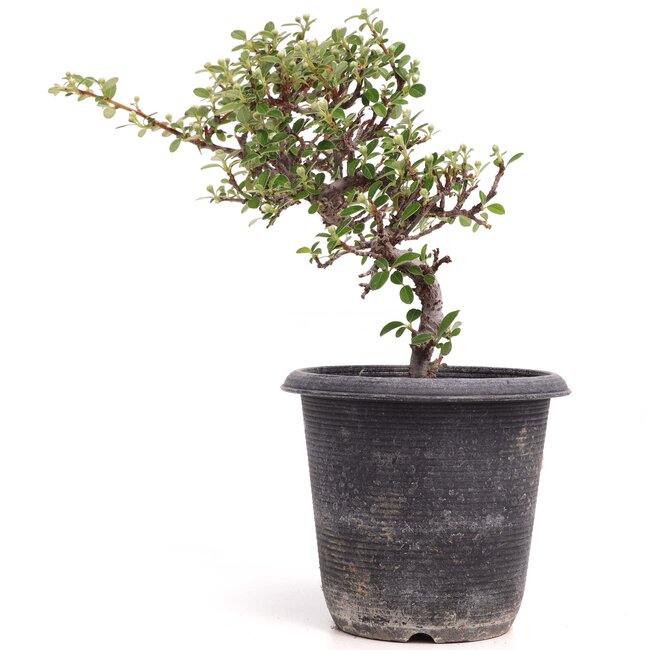 Cotoneaster horizontalis, 19 cm, ± 6 años, con flores blancas y frutos rojos
