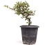 Cotoneaster horizontalis, 19 cm, ± 6 años, con flores blancas y frutos rojos