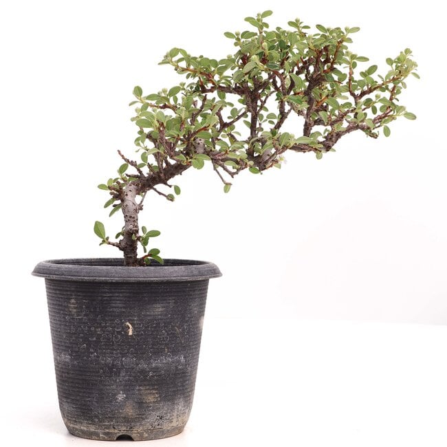 Cotoneaster horizontalis, 19 cm, ± 6 anni, con fiori bianchi e frutti rossi