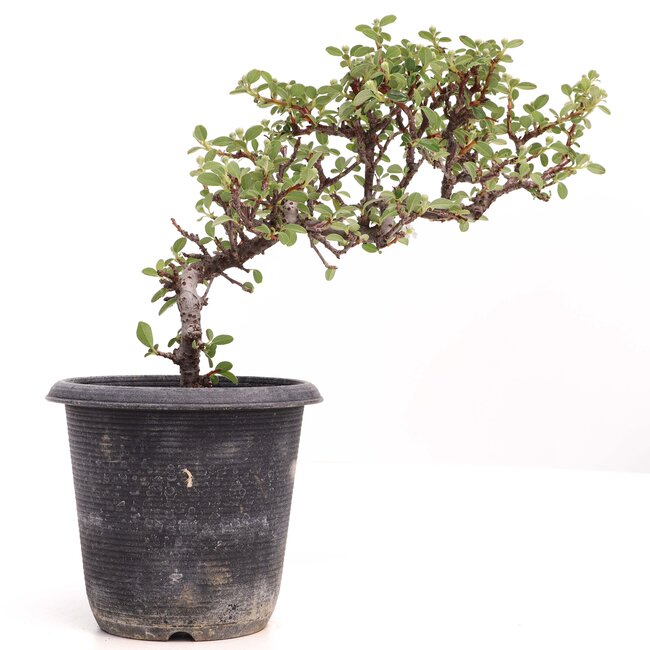 Cotoneaster horizontalis, 19 cm, ± 6 ans, à fleurs blanches et fruits rouges