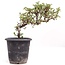 Cotoneaster horizontalis, 19 cm, ± 6 años, con flores blancas y frutos rojos