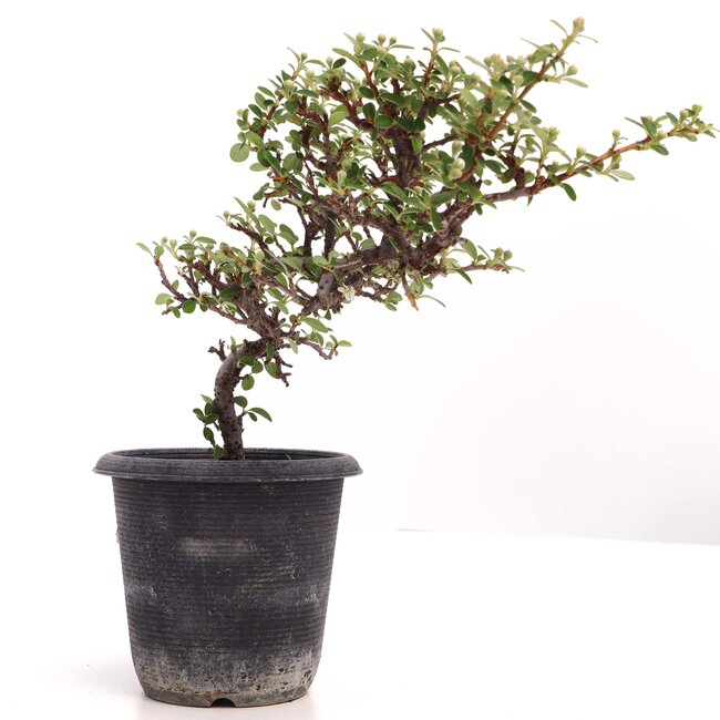 Cotoneaster horizontalis, 19 cm, ± 6 anni, con fiori bianchi e frutti rossi