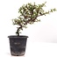 Cotoneaster horizontalis, 19 cm, ± 6 años, con flores blancas y frutos rojos