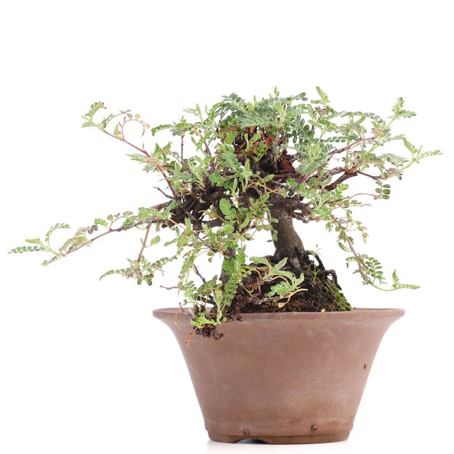 Osteomeles, 10 cm, ± 18 ans, aux baies noires