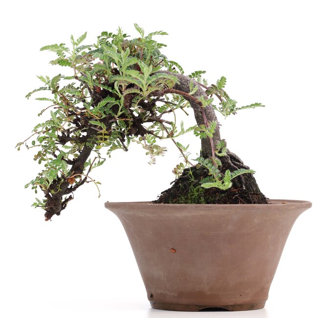 Osteomeles, 10 cm, ± 18 years old, with black berries