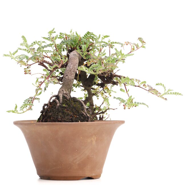 Osteomeles, 10 cm, ± 18 años, con frutos negros