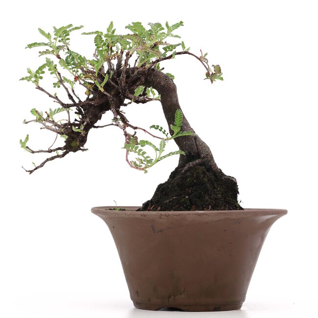 Osteomeles, 17 cm, ± 18 ans, aux baies noires