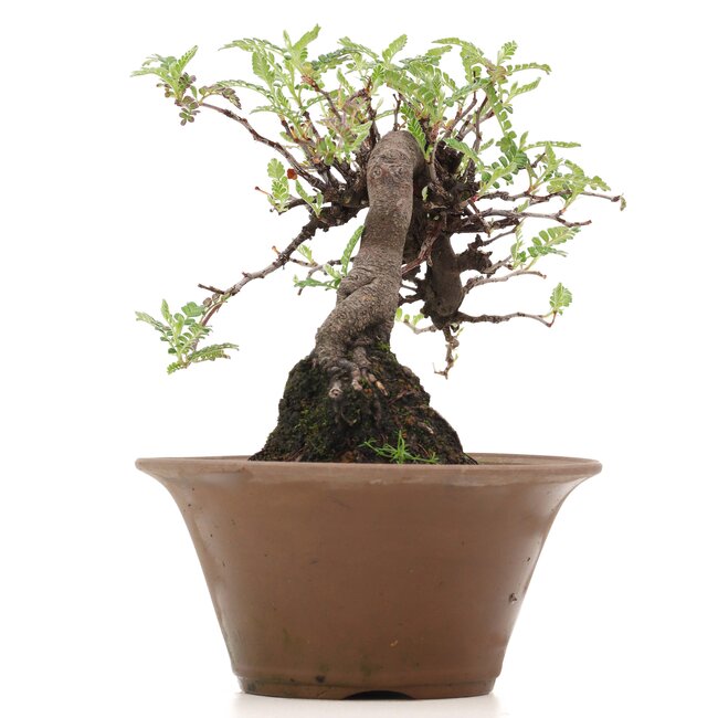 Osteomeles, 17 cm, ± 18 ans, aux baies noires