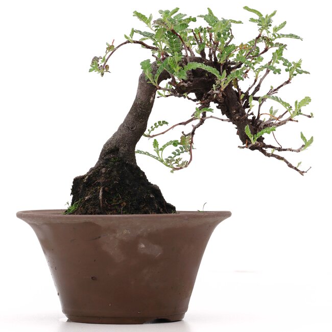 Osteomeles, 17 cm, ± 18 años, con frutos negros