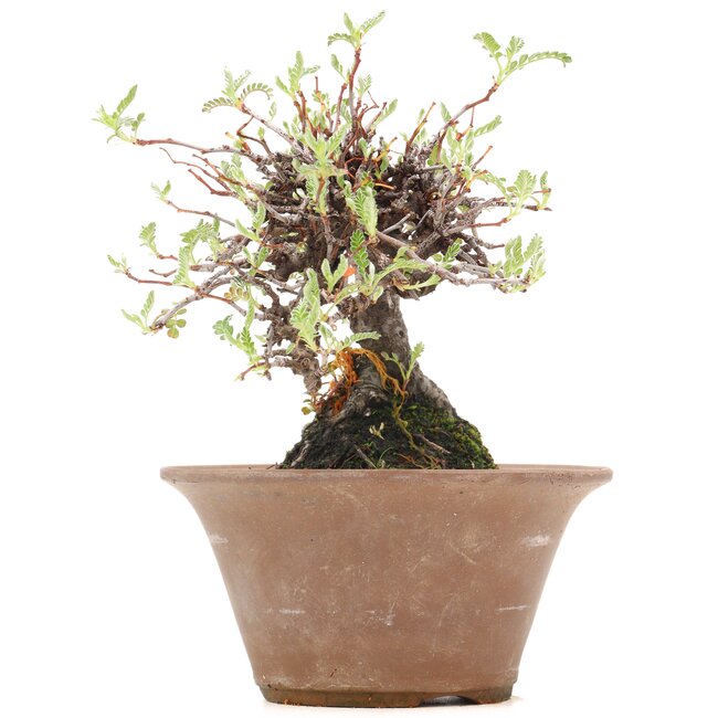 Osteomeles, 15 cm, ± 18 Jahre alt, mit schwarzen Beeren