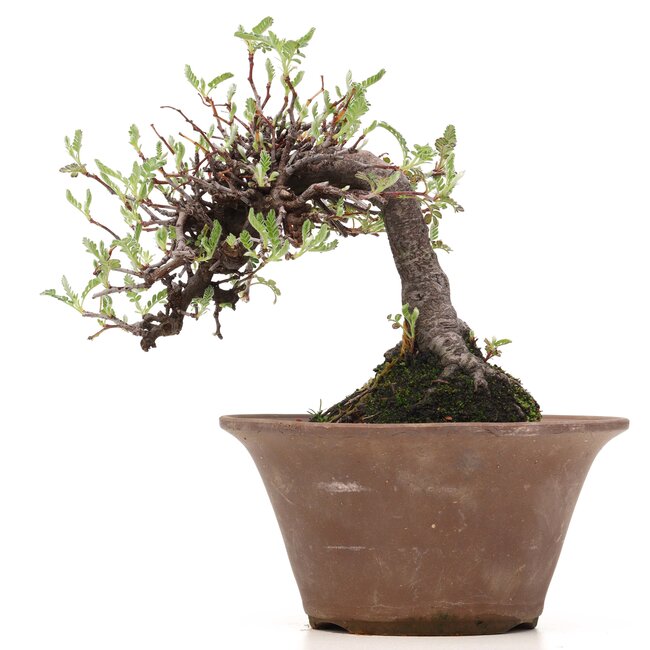 Osteomeles, 15 cm, ± 18 jaar, met zwarte bessen