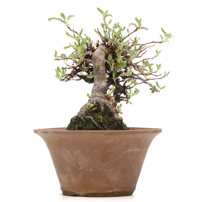 Osteomeles, 15 cm, ± 18 años, con frutos negros