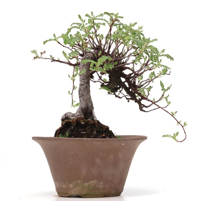 Osteomeles, 18 cm, ± 18 years old, with black berries