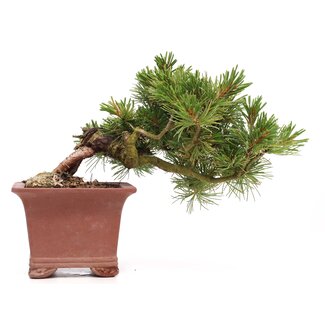 Pinus parviflora, 15 cm, ± 15 jaar oud