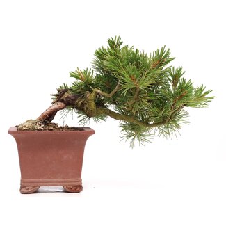 Pinus parviflora, 15 cm, ± 15 years old