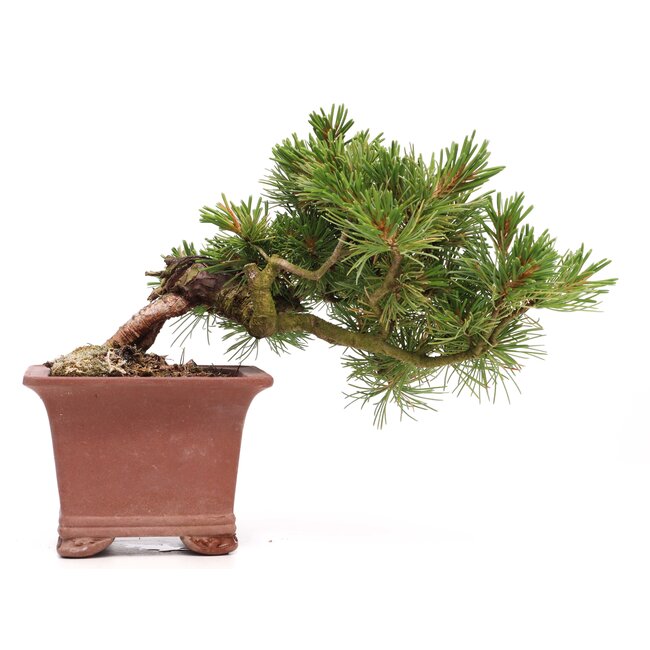 Pinus parviflora, 15 cm, ± 15 jaar oud