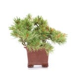 Pinus parviflora, 15 cm, ± 15 jaar oud