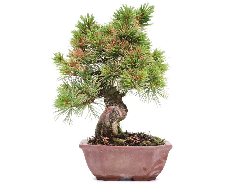 Pinus parviflora, 21 cm, ± 15 jaar oud