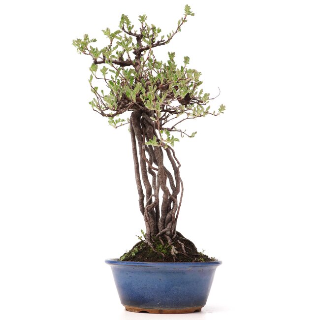 Osteomeles, 32 cm, ± 15 jaar oud, met zwarte bessen