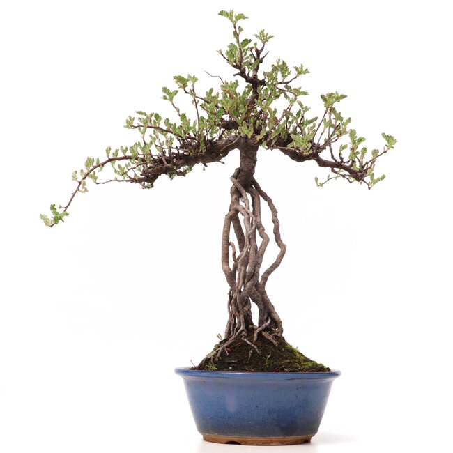 Osteomeles, 32 cm, ± 15 años, con frutos negros